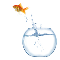 Employee Transition & Outplacement